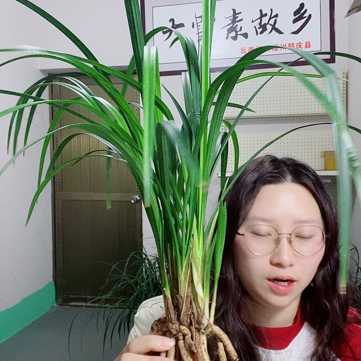 完全开放大雪素大雪素
