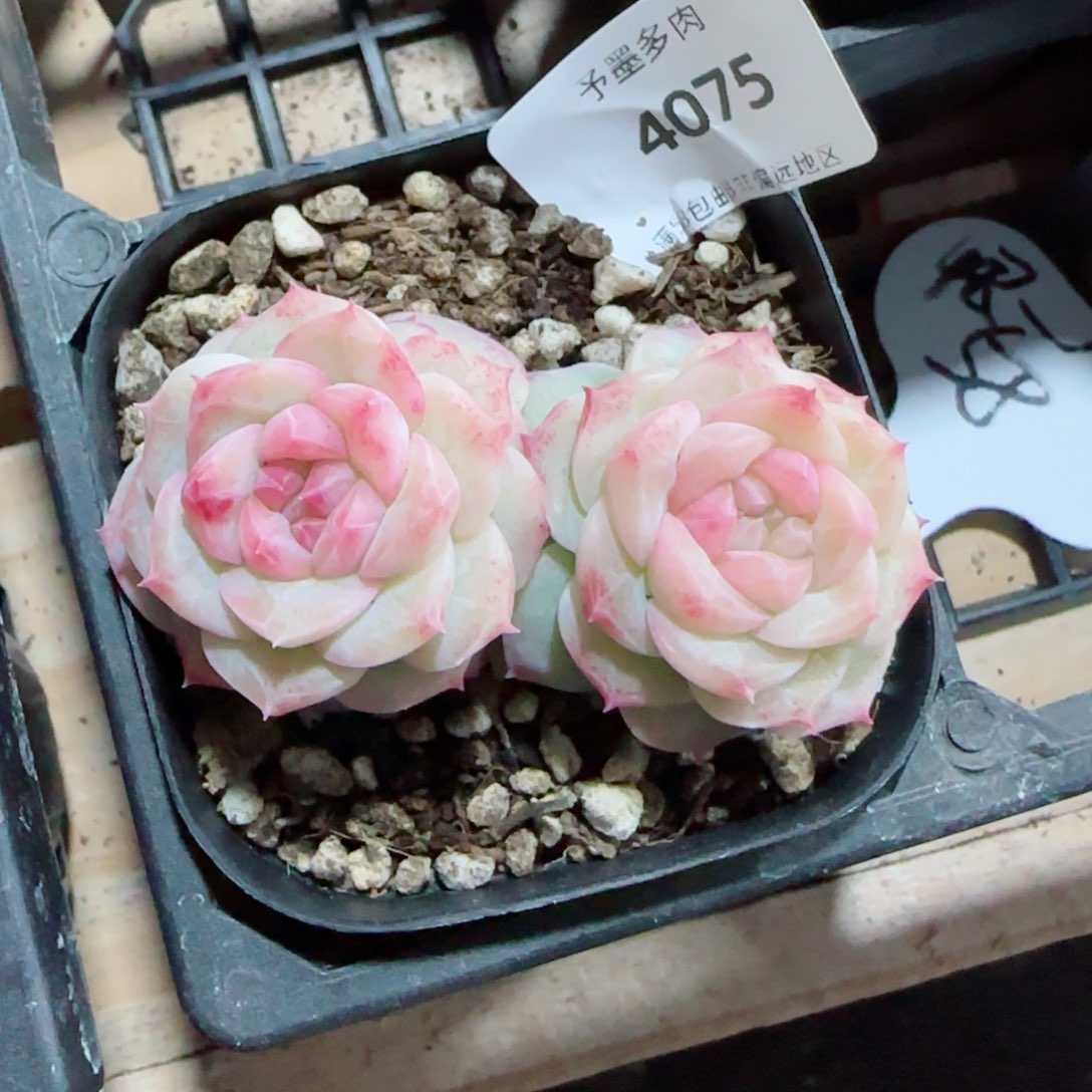 新品，4075不包整