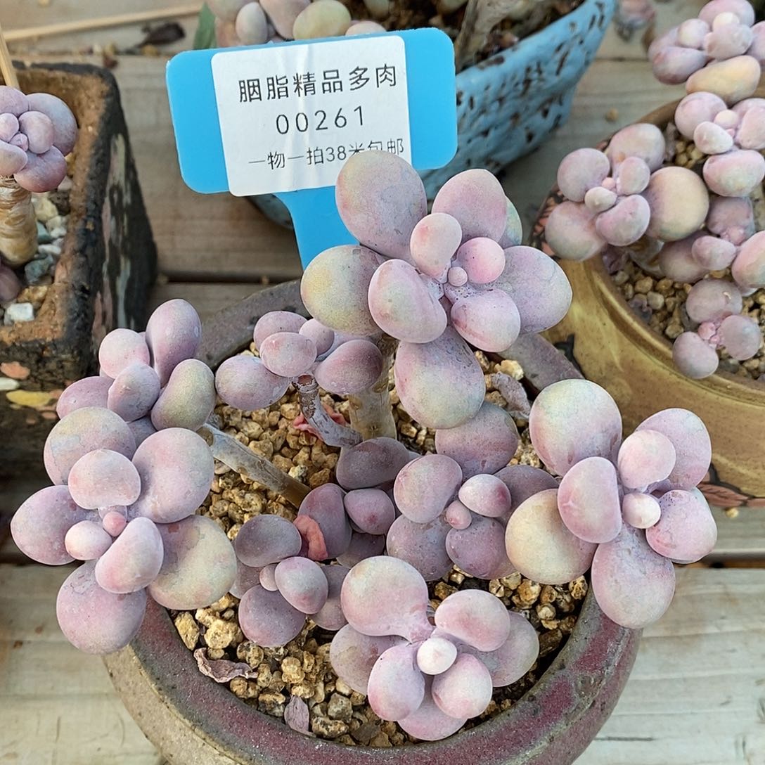 00261，女人却木架咯哦