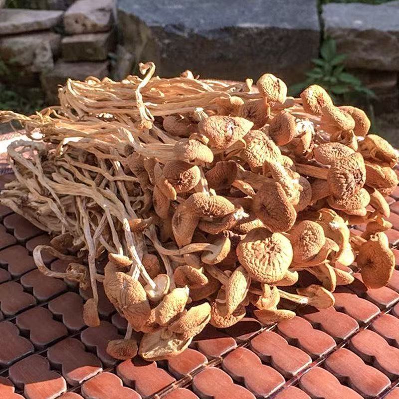 秦岭精选茶树菇干货