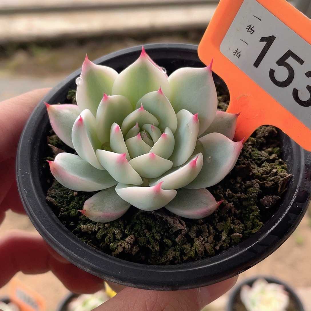 153号吉娃娃锦多肉