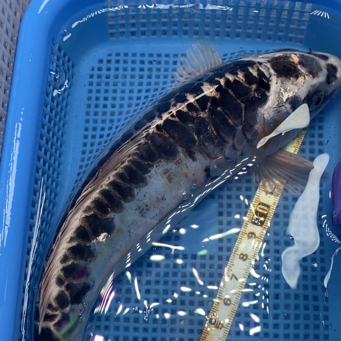 锦鲤冷水锦鲤包邮