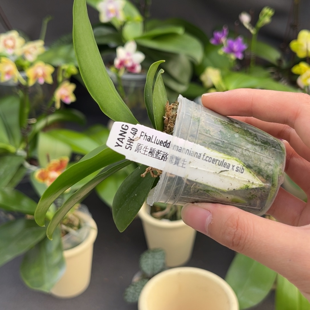 无花朵1.7寸蓝路德兄弟交苗