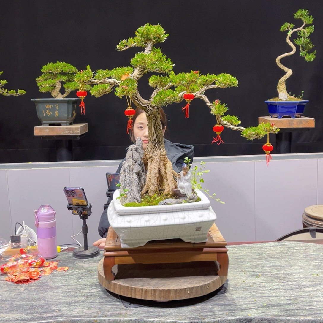 黄杨绿植盆景雀舌软枝希*