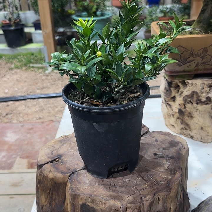 施***直播间八房柑一物一拍