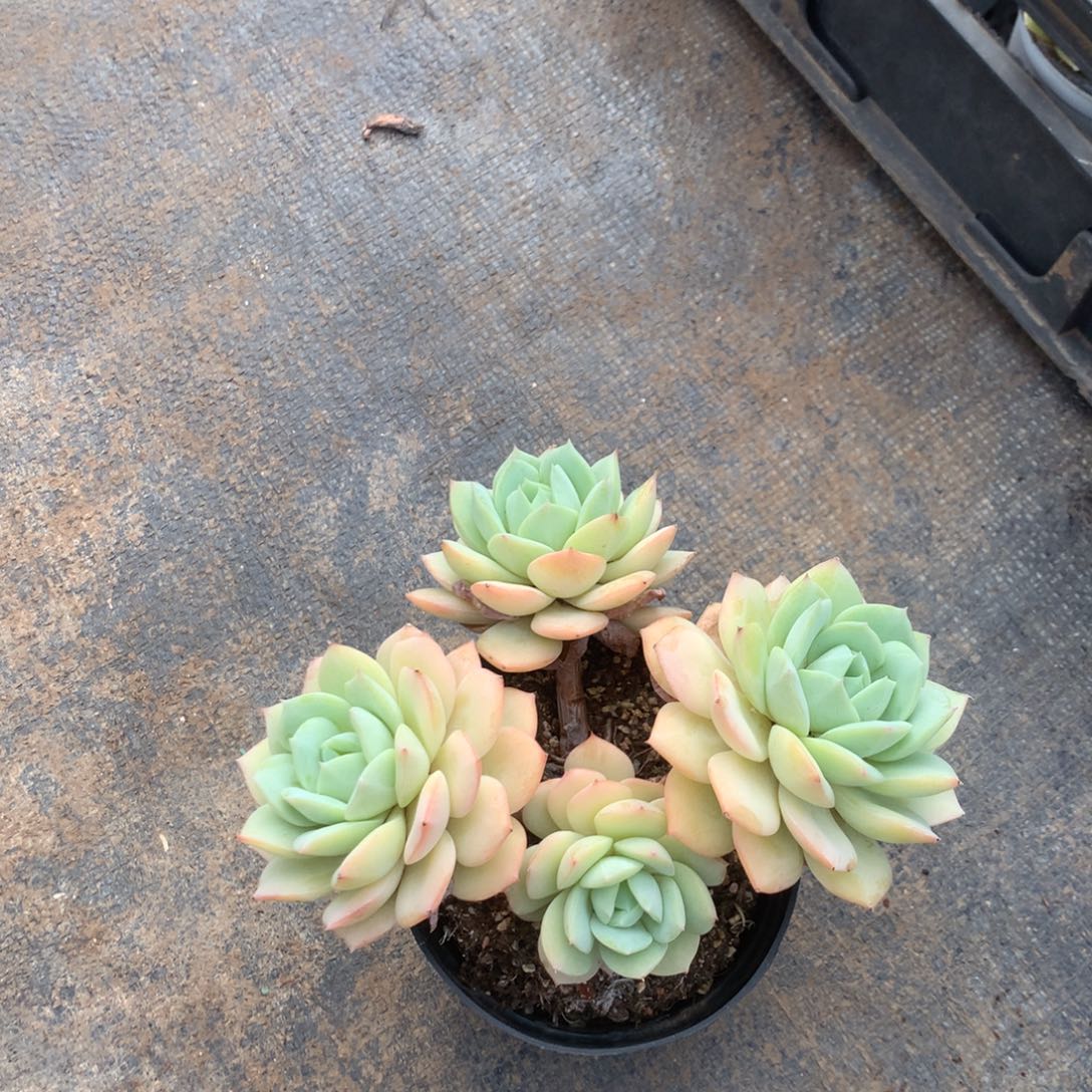 人工关节治疗和各种风湿