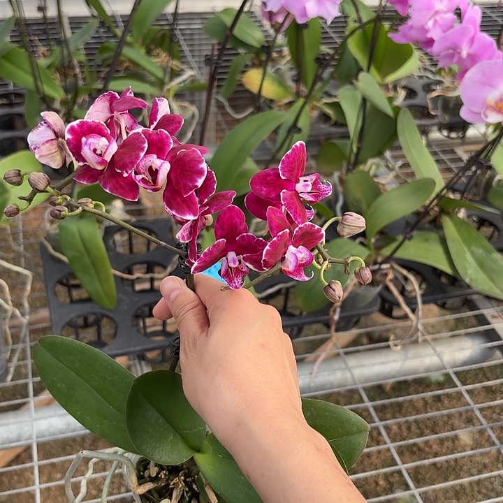 J***n完全开放0217蝴蝶兰一物一拍