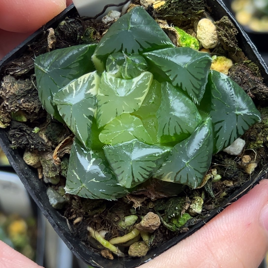 100夏沫玉露锦一物一拍