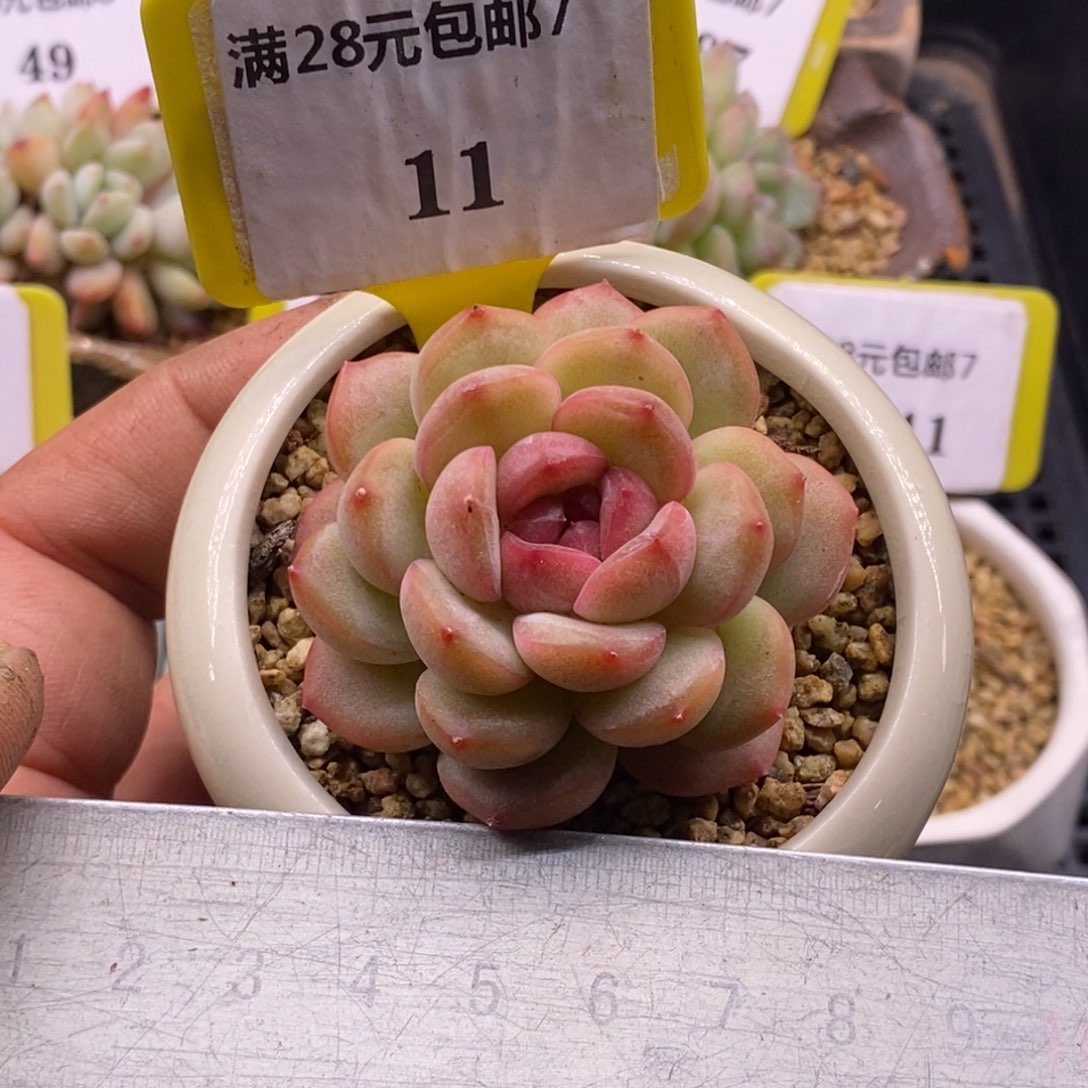 711精控秦心福利单头多肉