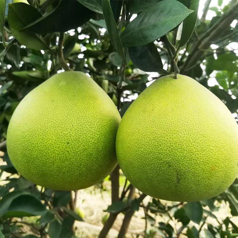 小香釉 小柚子 自然生长 新鲜酸甜  皮薄肉厚 4-5斤包邮
