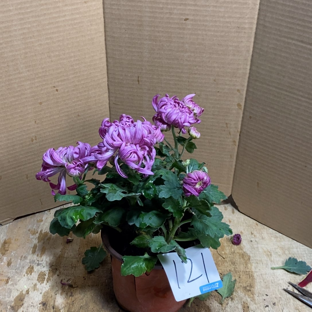 完全开放0000000121