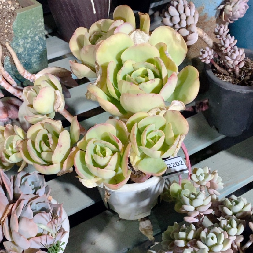 【闪购商品】-*格碧桃02202