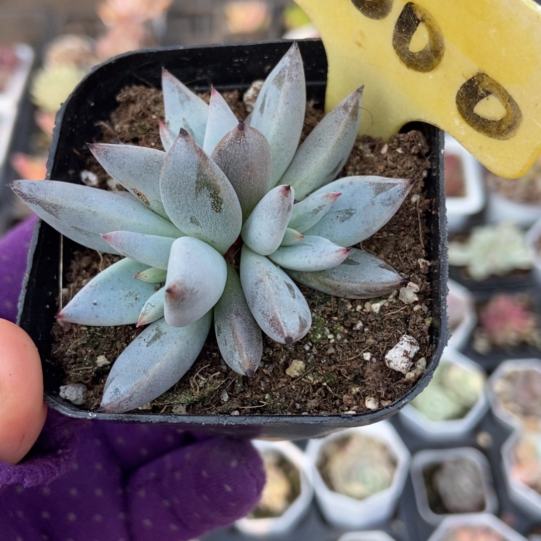 2000魔爪多肉植物