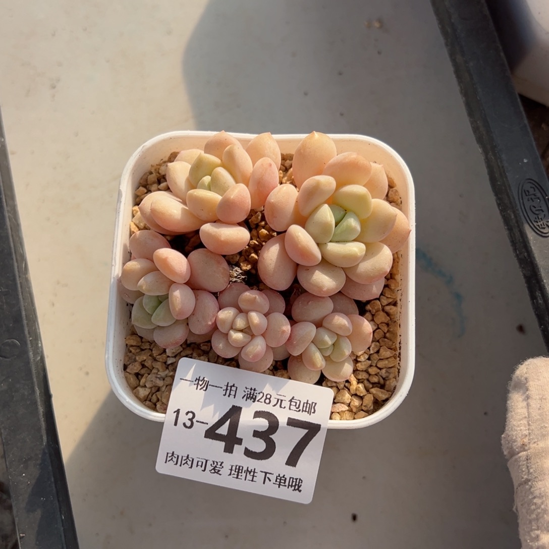 玉如意多肉多肉多肉多肉