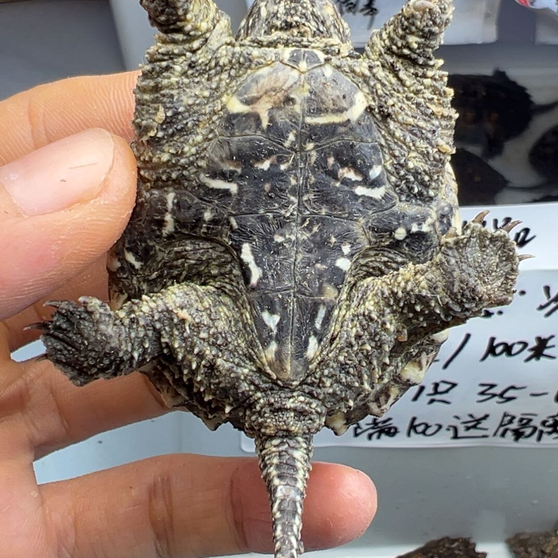 小鳄龟不分公母错甲 不退不换 遐思
