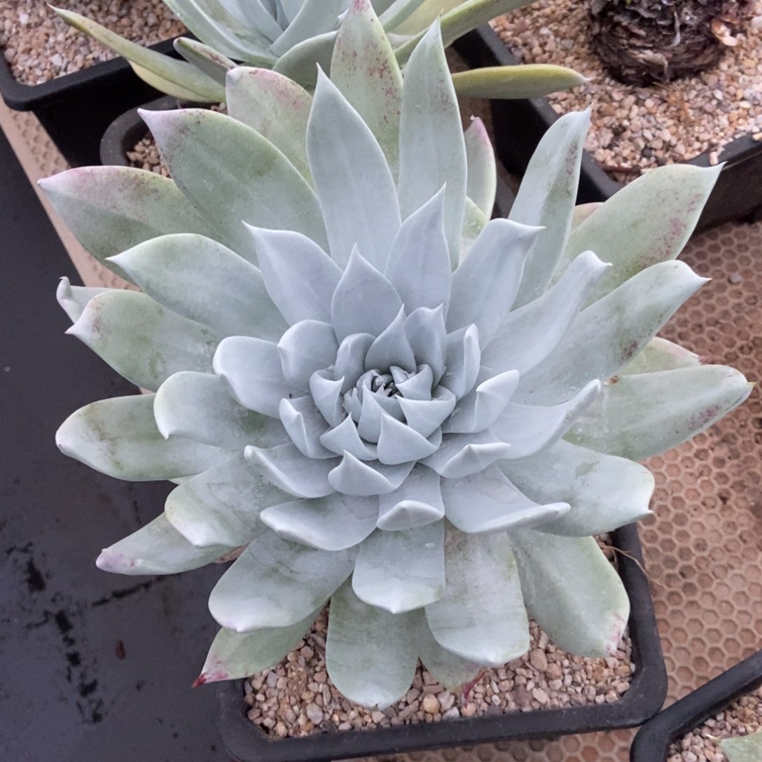 海*福利多肉植物啦啦啦