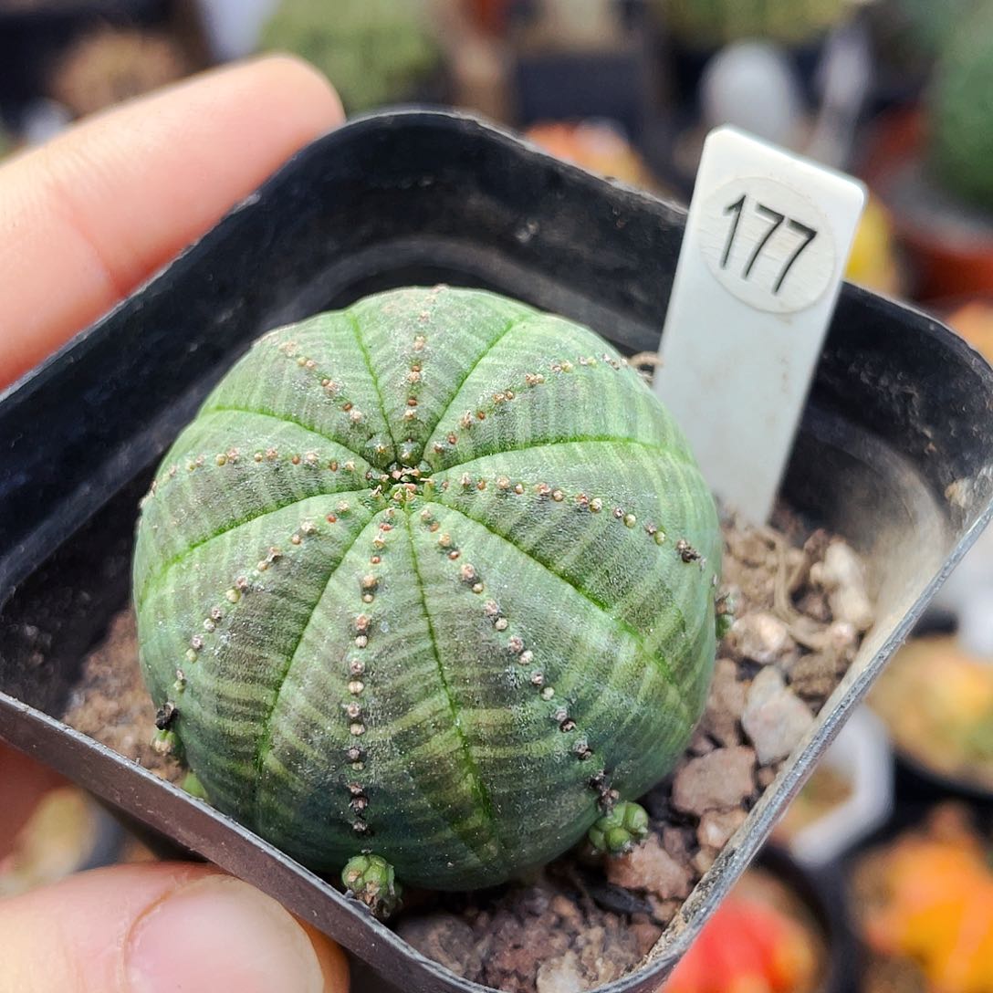 非偏远地区满25包邮仙人球