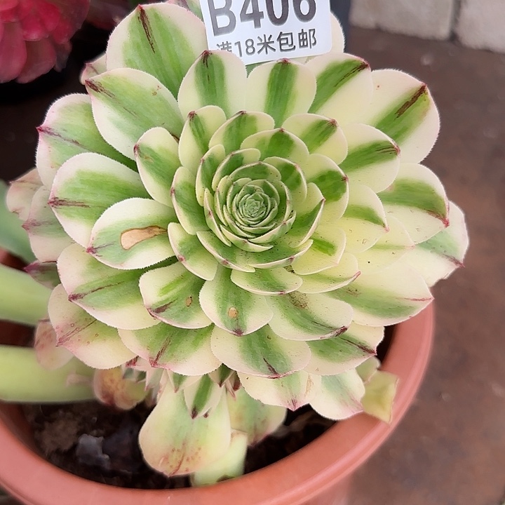 多肉法师伊丽莎白