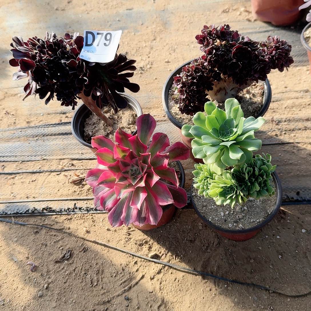 796欧紫玫瑰绿缀共4颗