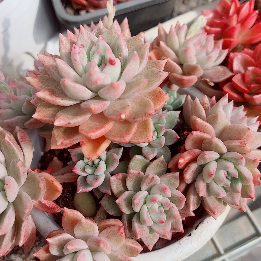 绚丽璀璨多头造型精品