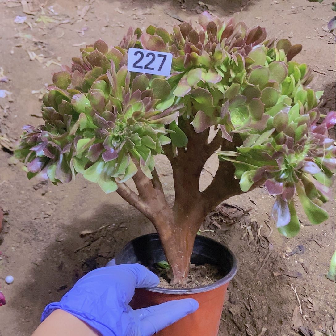 227玫瑰法师缀老板子法师