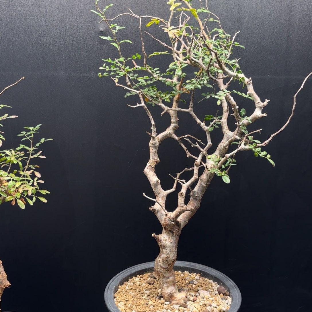 木 滔天橄榄熟桩带盆土