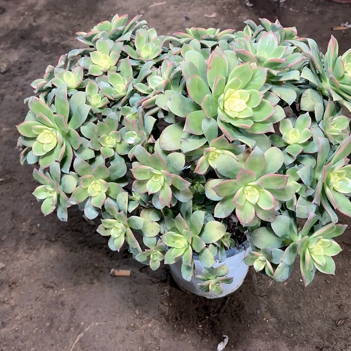 多肉植物艳日辉40