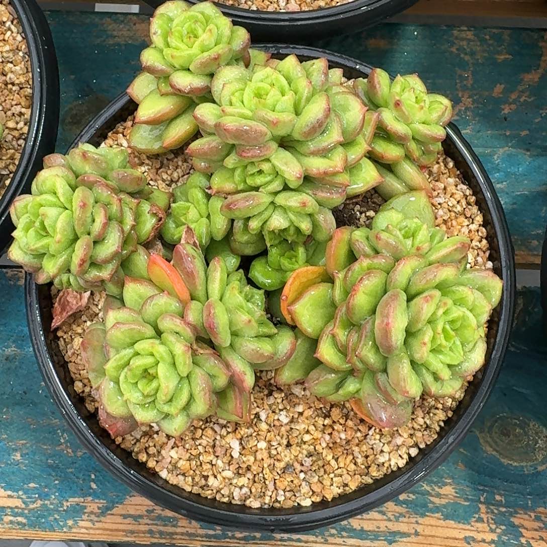 从前慢多肉编号苹果花