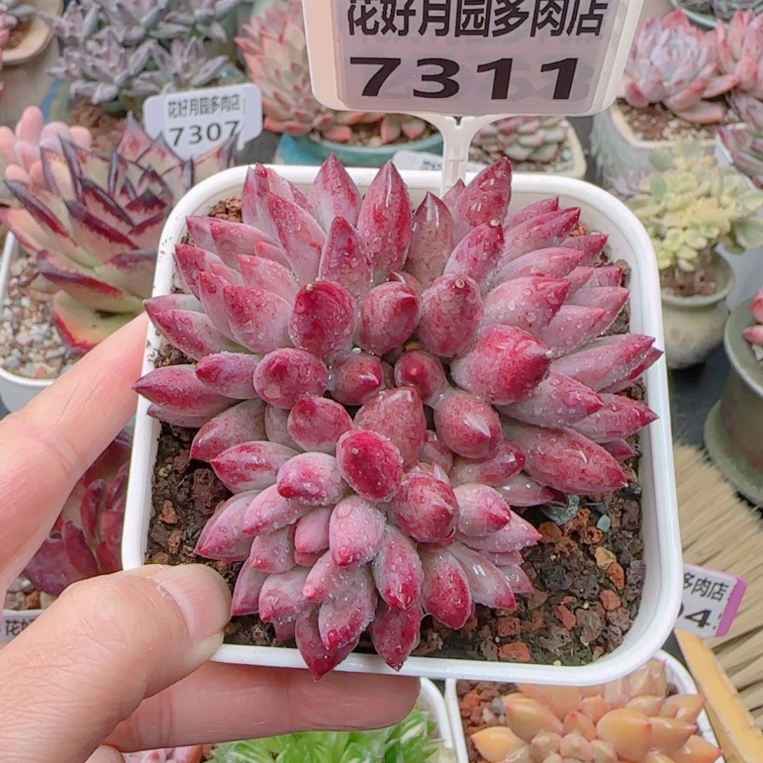 多肉植物7311…………