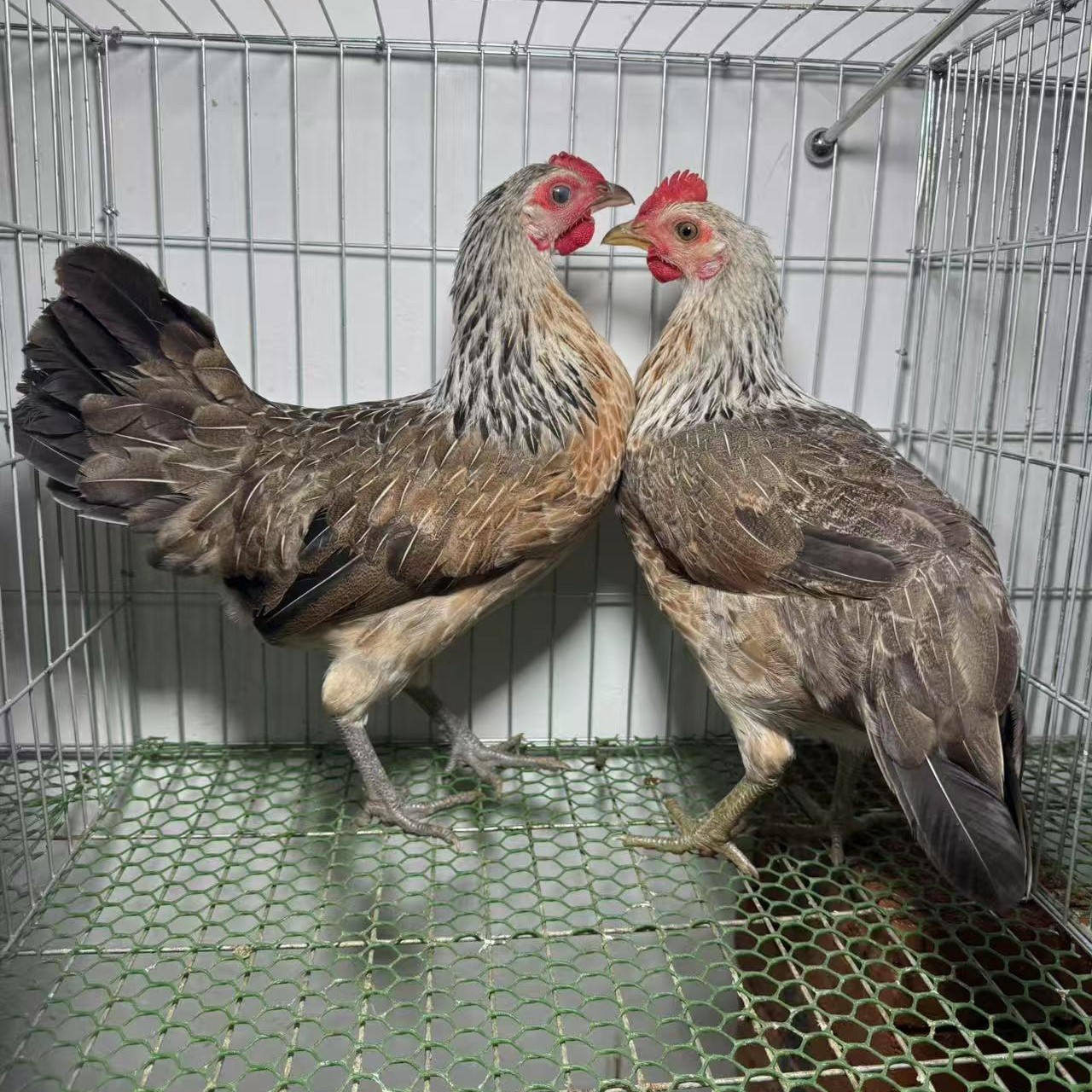 宠物鸡单冠鹊山母鸡2只起