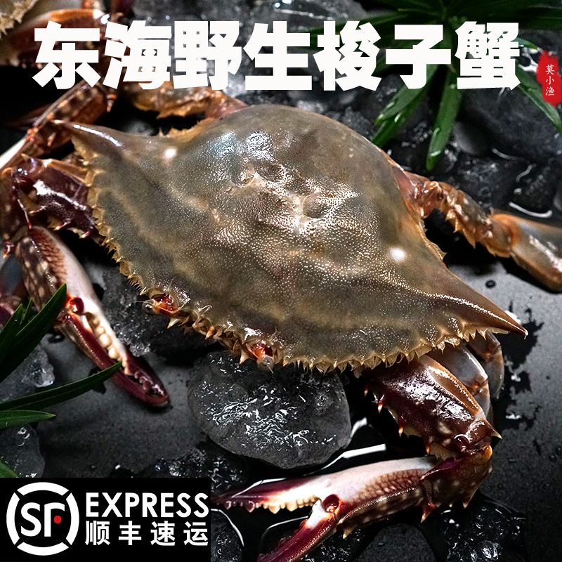 鲜出海舟山特产宁波石浦海鲜东海海捕公蟹母蟹