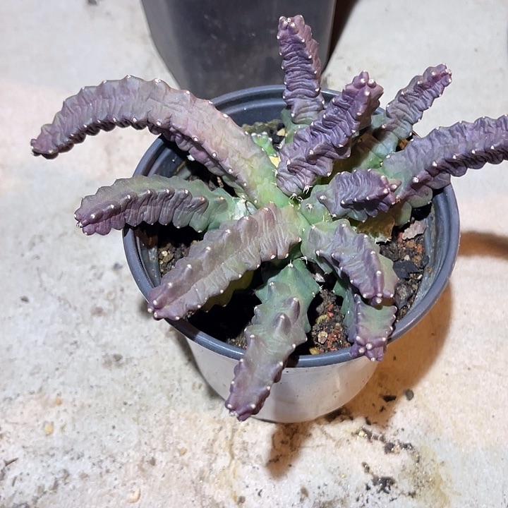 满38包邮2天凑单，脱土晾根发货多肉植物