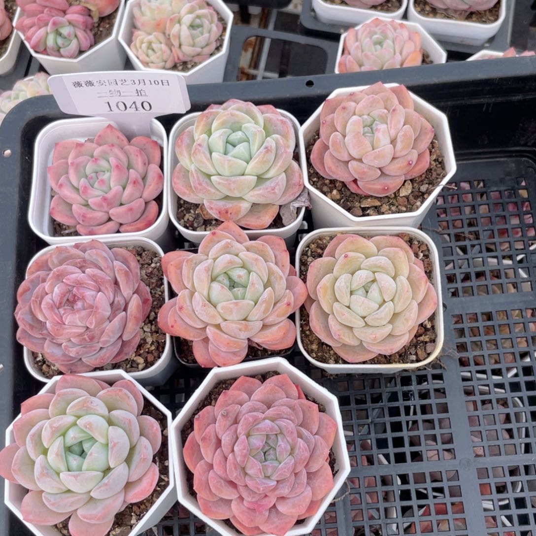 薇薇安园艺多肉1040