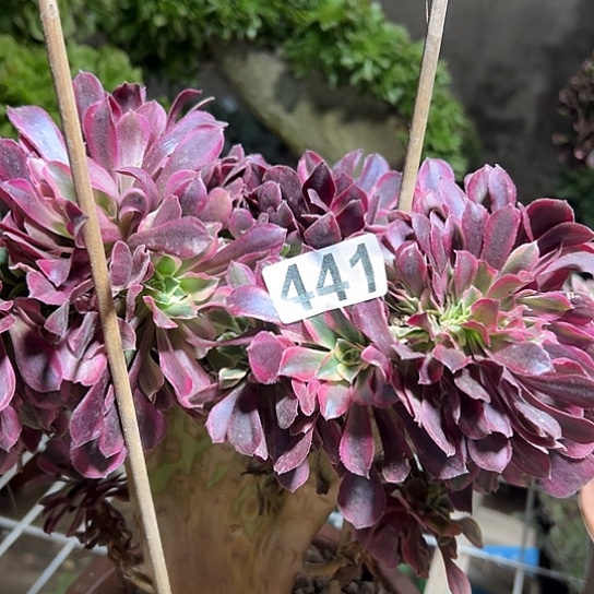 浪***人多肉植物一个美杜莎441