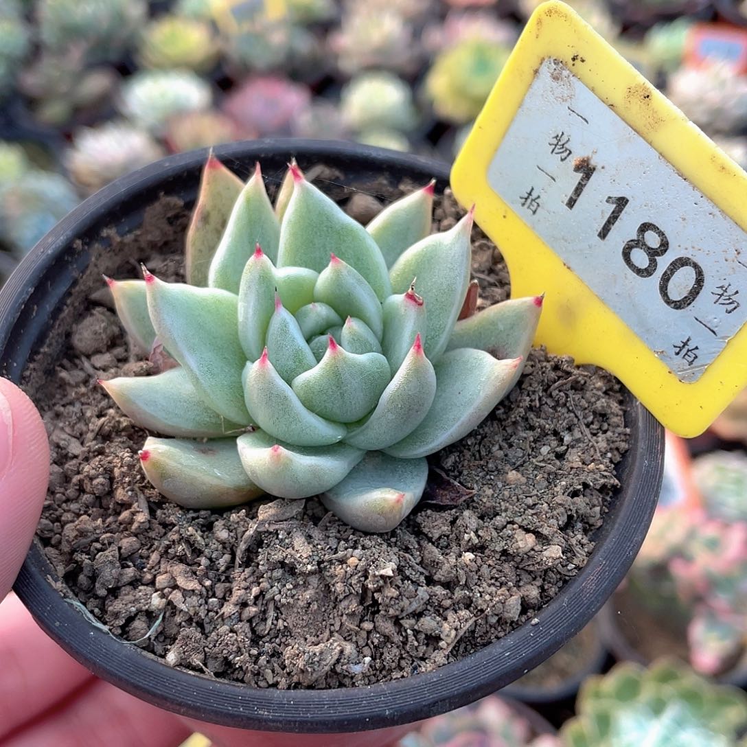 东云拉丝锦1180号