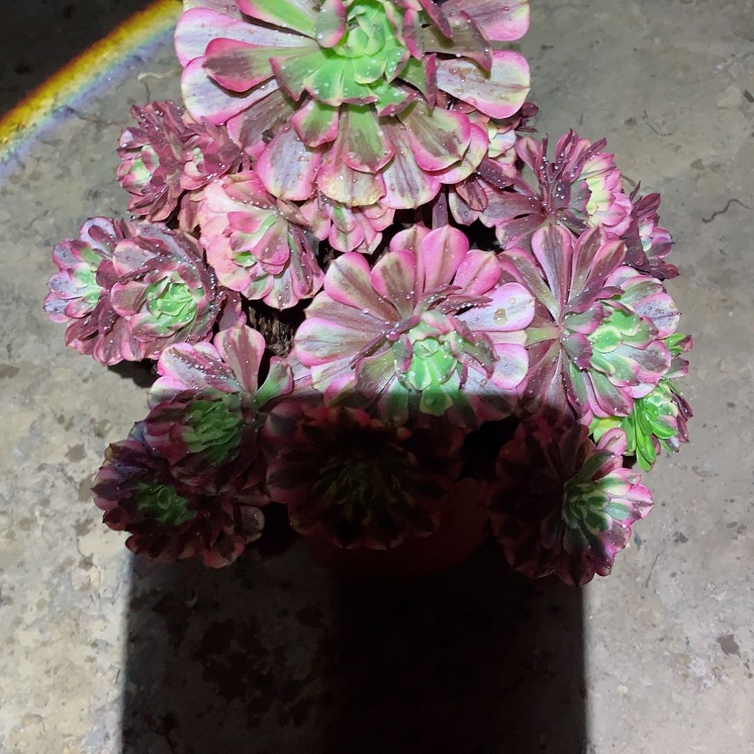 无花朵多肉植物983