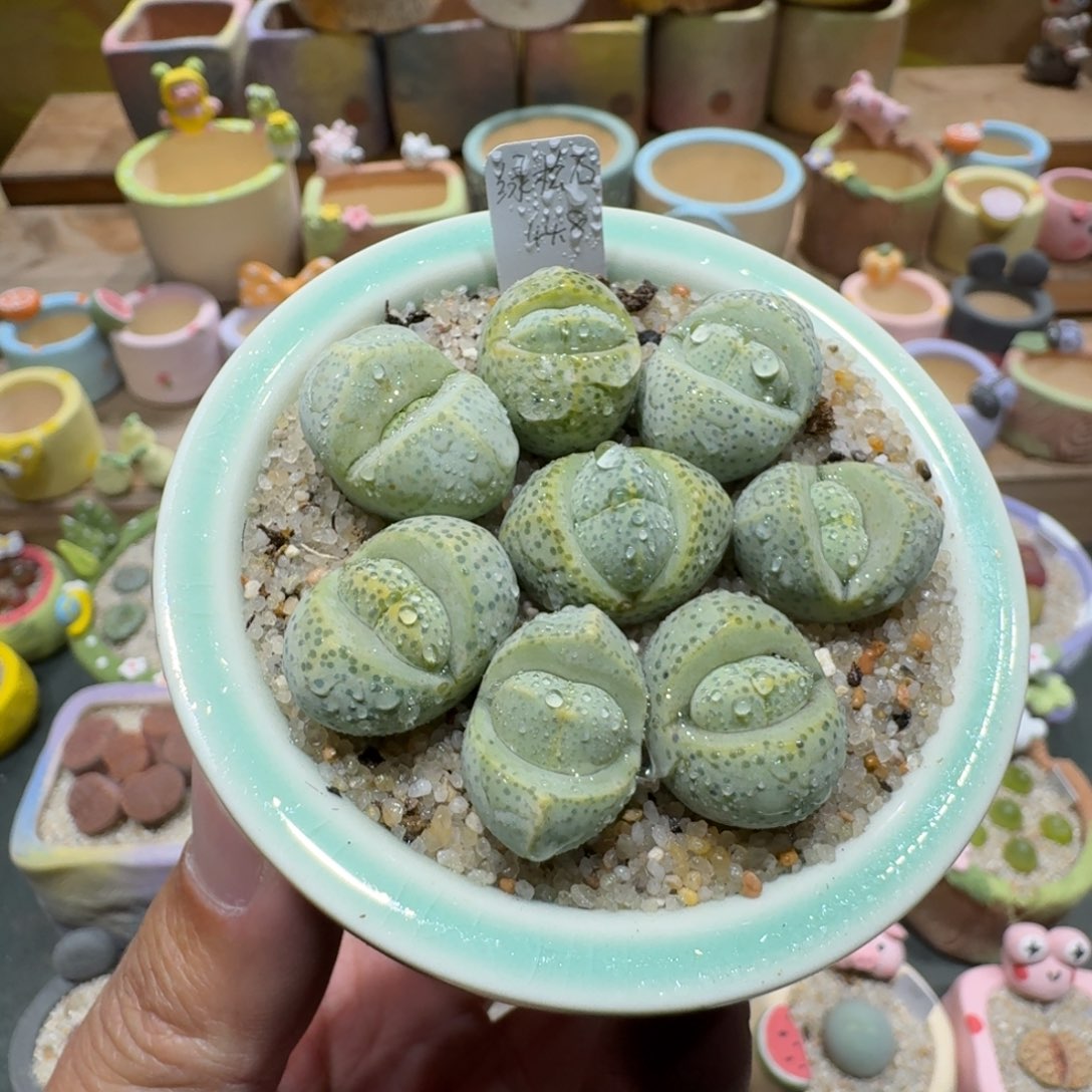 蘑菇1110绿松石多肉植物