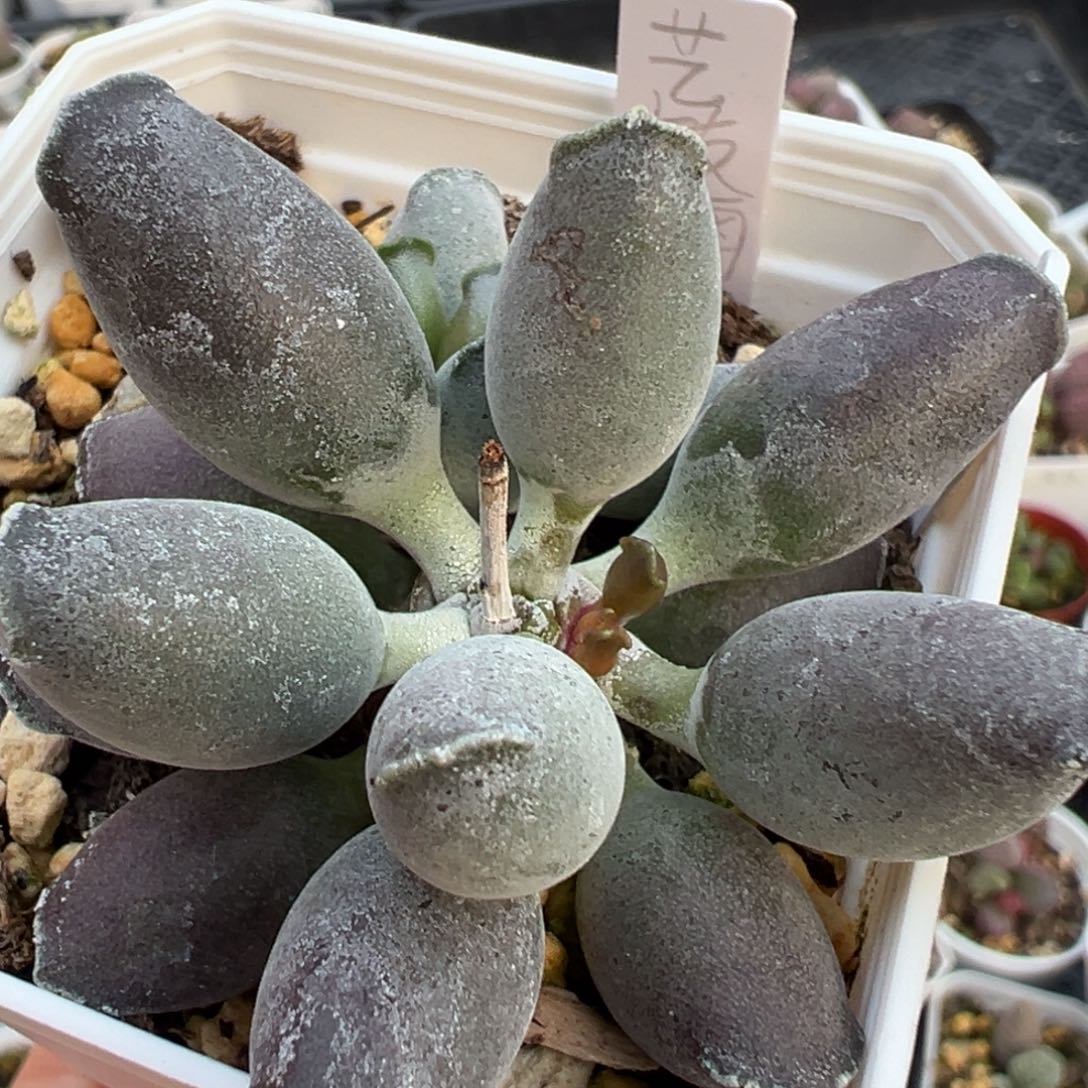 艺妓海豹单头纯木质桩多肉植物