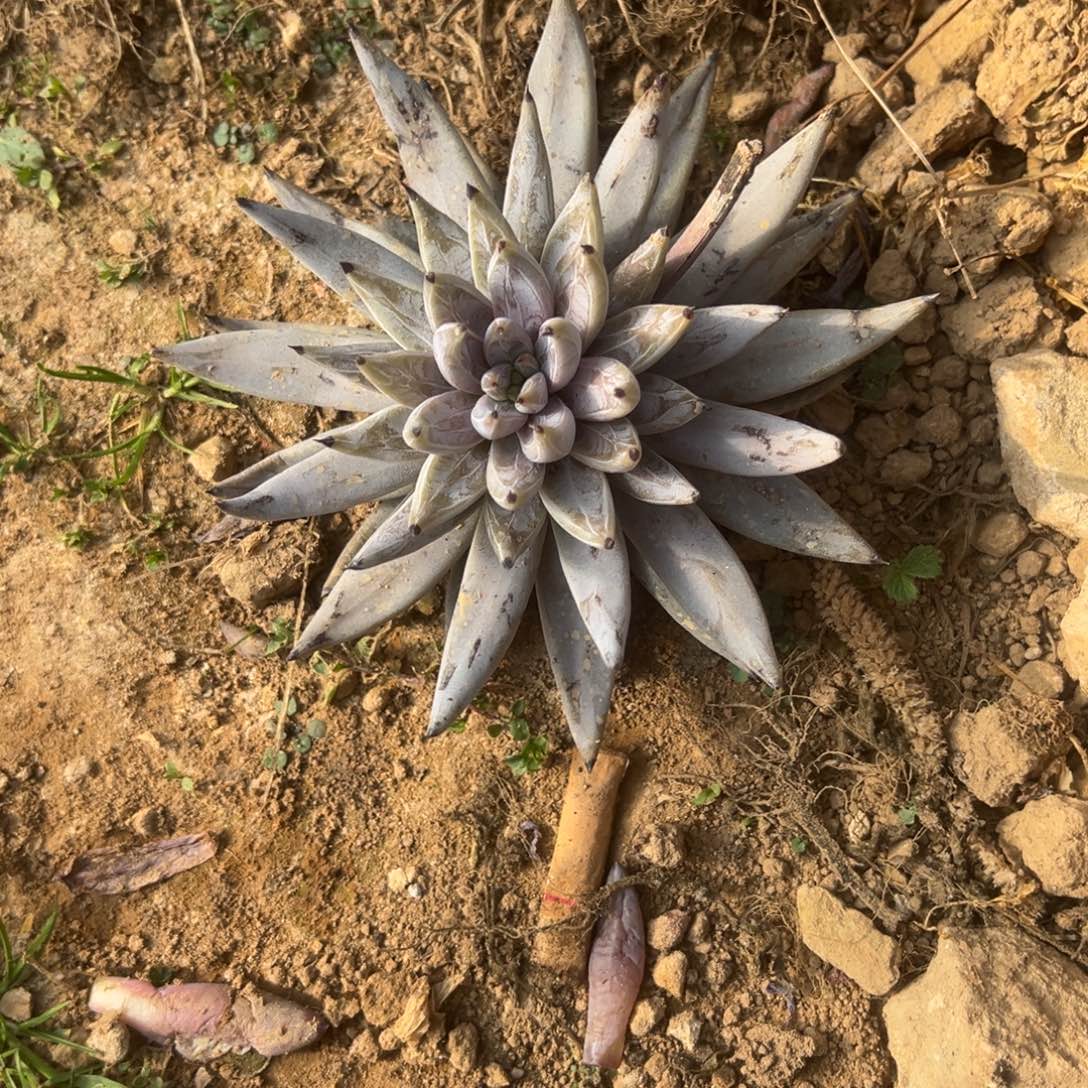 勇***v精品多肉植物老桩