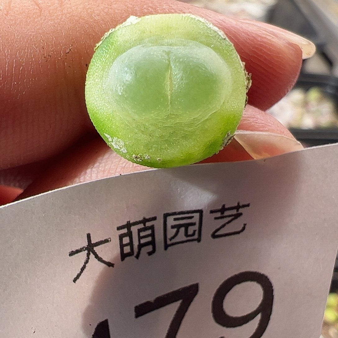 一物一拍。          479