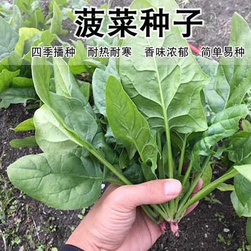 大叶菠菜种子四季易种原生态菠菜籽种子抗病耐热耐寒越冬蔬菜种子