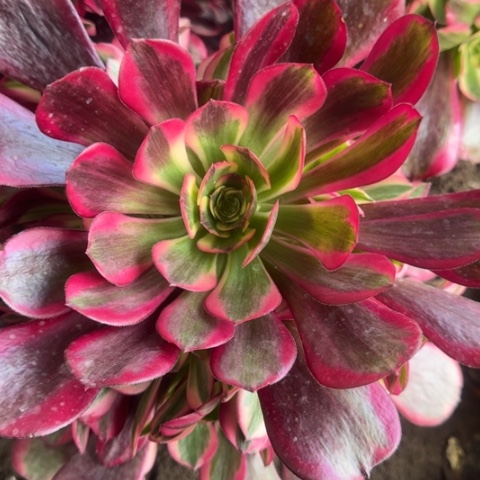 用****7法师万拉丝凤冠2颗多肉