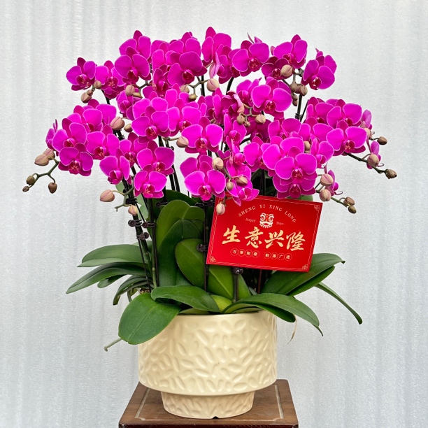 国馨【福星高照】蝴蝶兰懒人花 室内花卉 花期长 好养活