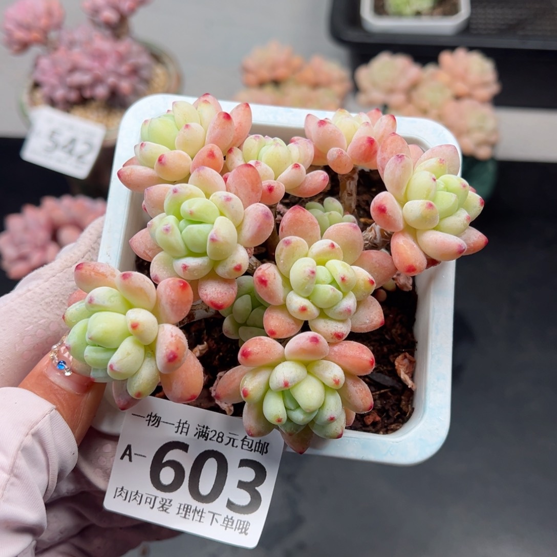 樱花罗绮多肉多肉多肉多肉