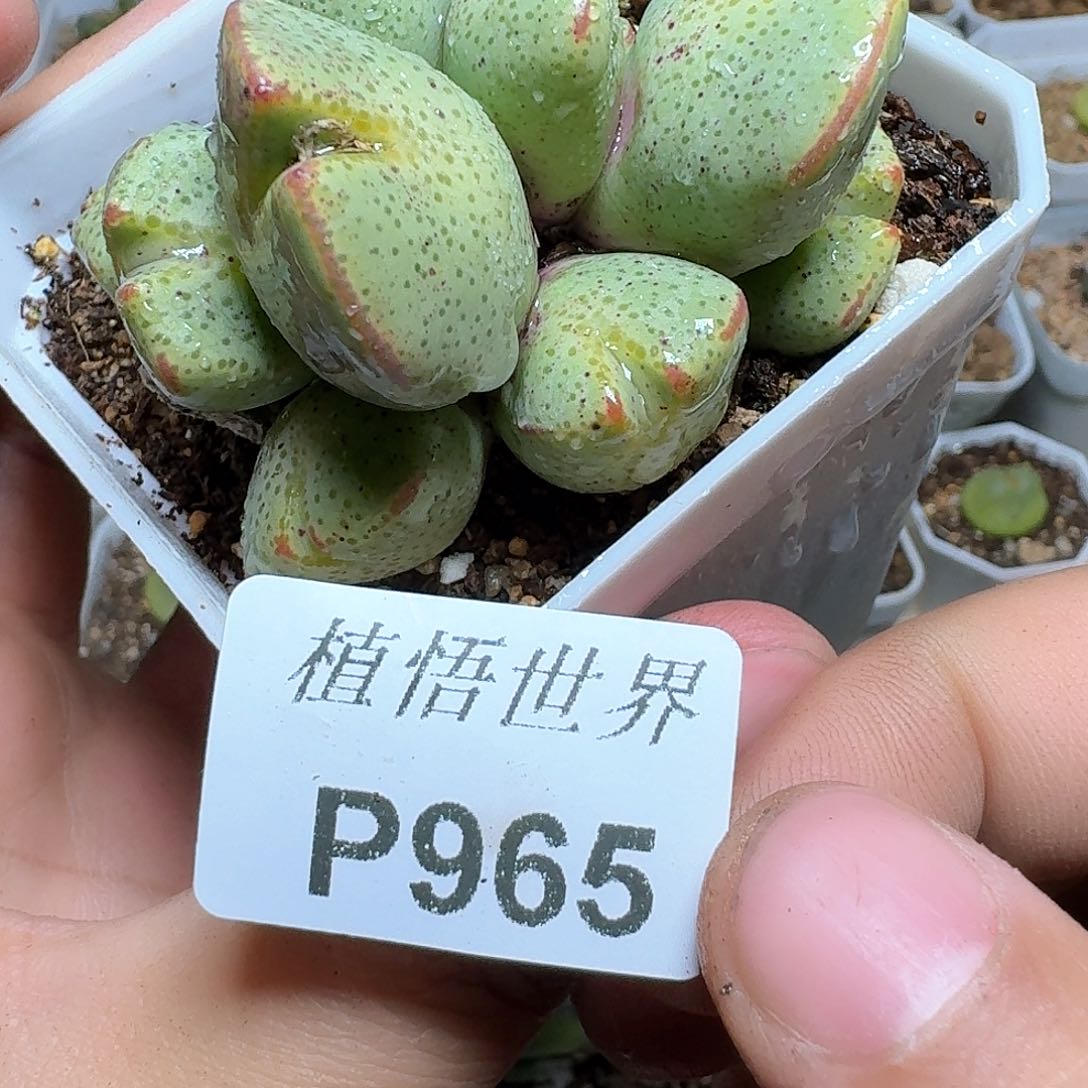 965盒d r z w w w f g多肉植物哇