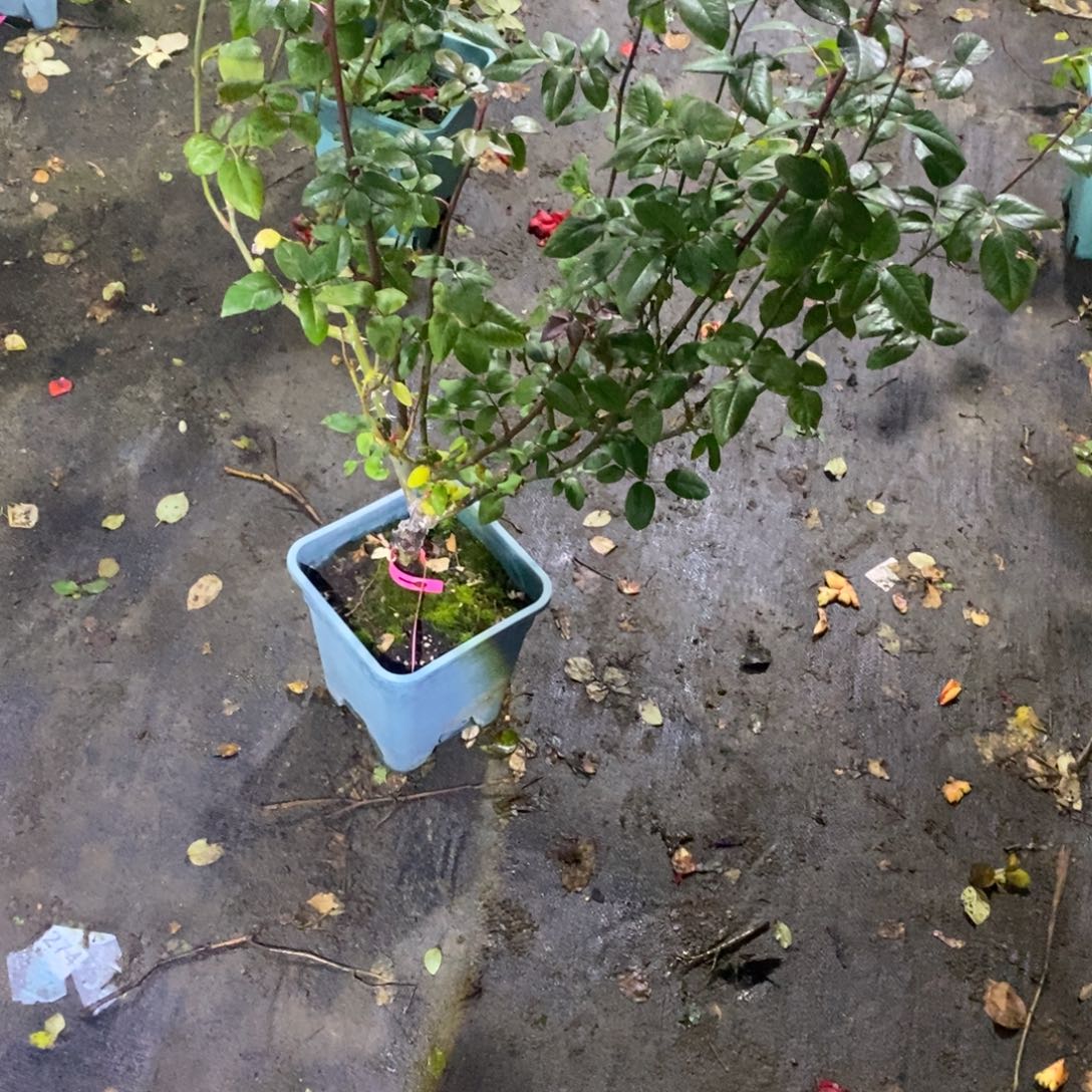 无花朵妮娜玫瑰土球发货