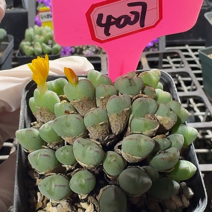 密密麻麻密密麻麻4007