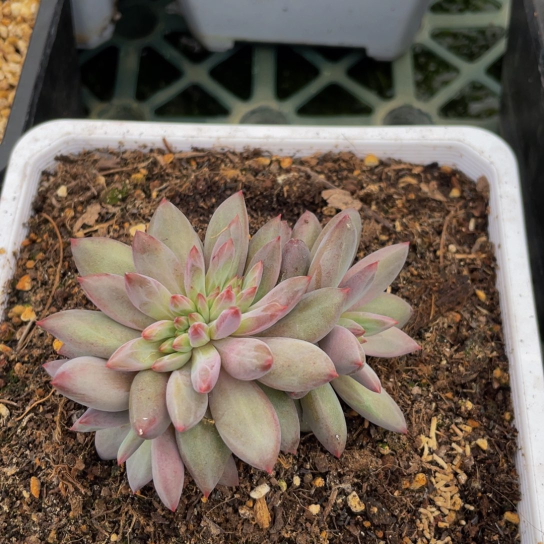 ****七好看的多肉植物虞缀