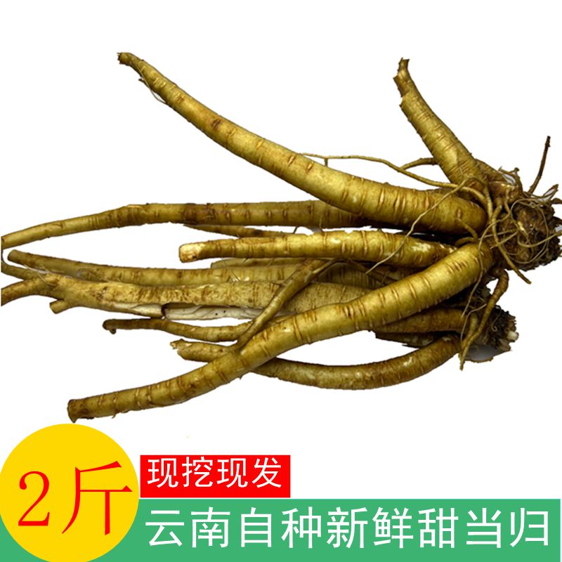 云南自种新鲜甜当归菜纯天然现挖现卖现挖正宗当归西归