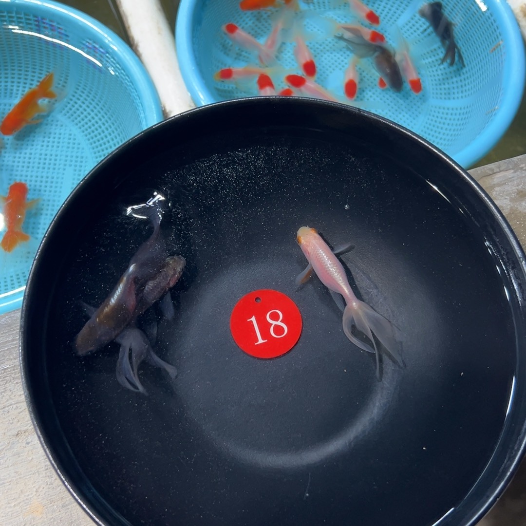 匡***度金鱼18号。丹凤3条。